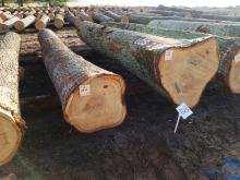 Submisja drewna szczególnego - Runowo 2019